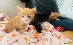 Mixed Breed cats for sale: Adorable kittens for sale - Image 4