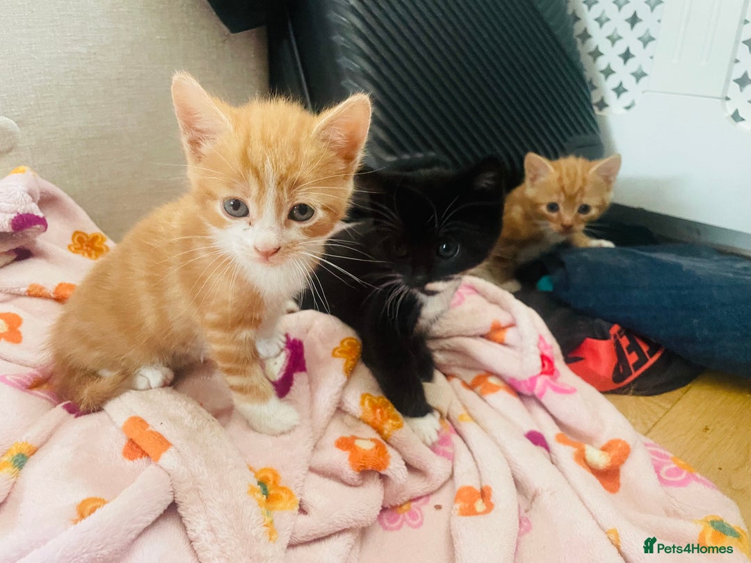 Mixed Breed cats for sale: Adorable kittens for sale - Image 4