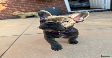 French Bulldog dogs in Preston - Advert 10