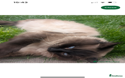 Ragdoll cats for sale: Beautiful Ragdoll boys  - Image 5