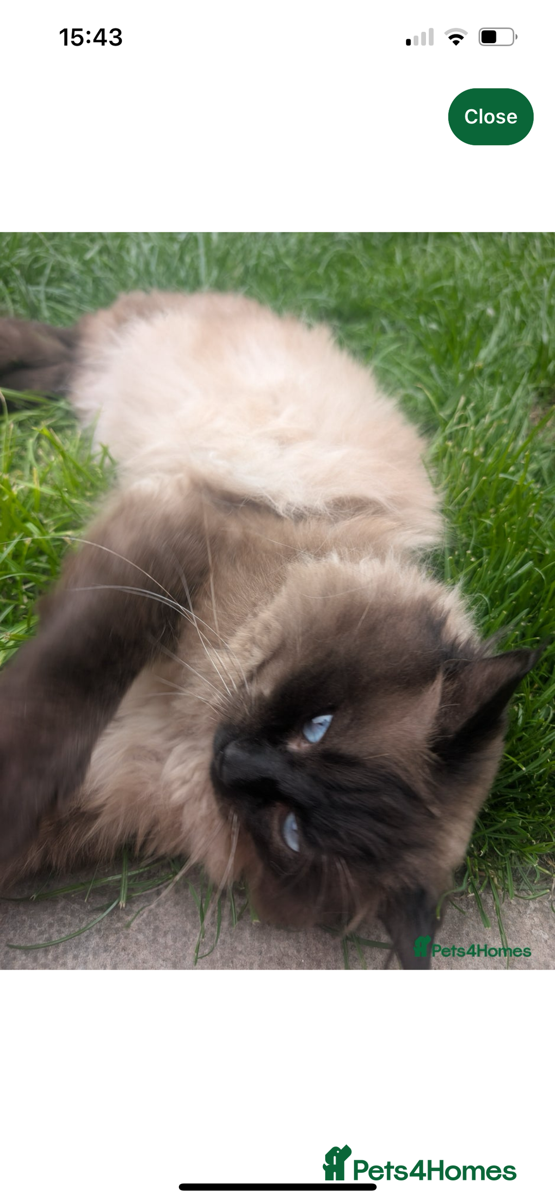Ragdoll cats for sale: Beautiful Ragdoll boys  - Image 5