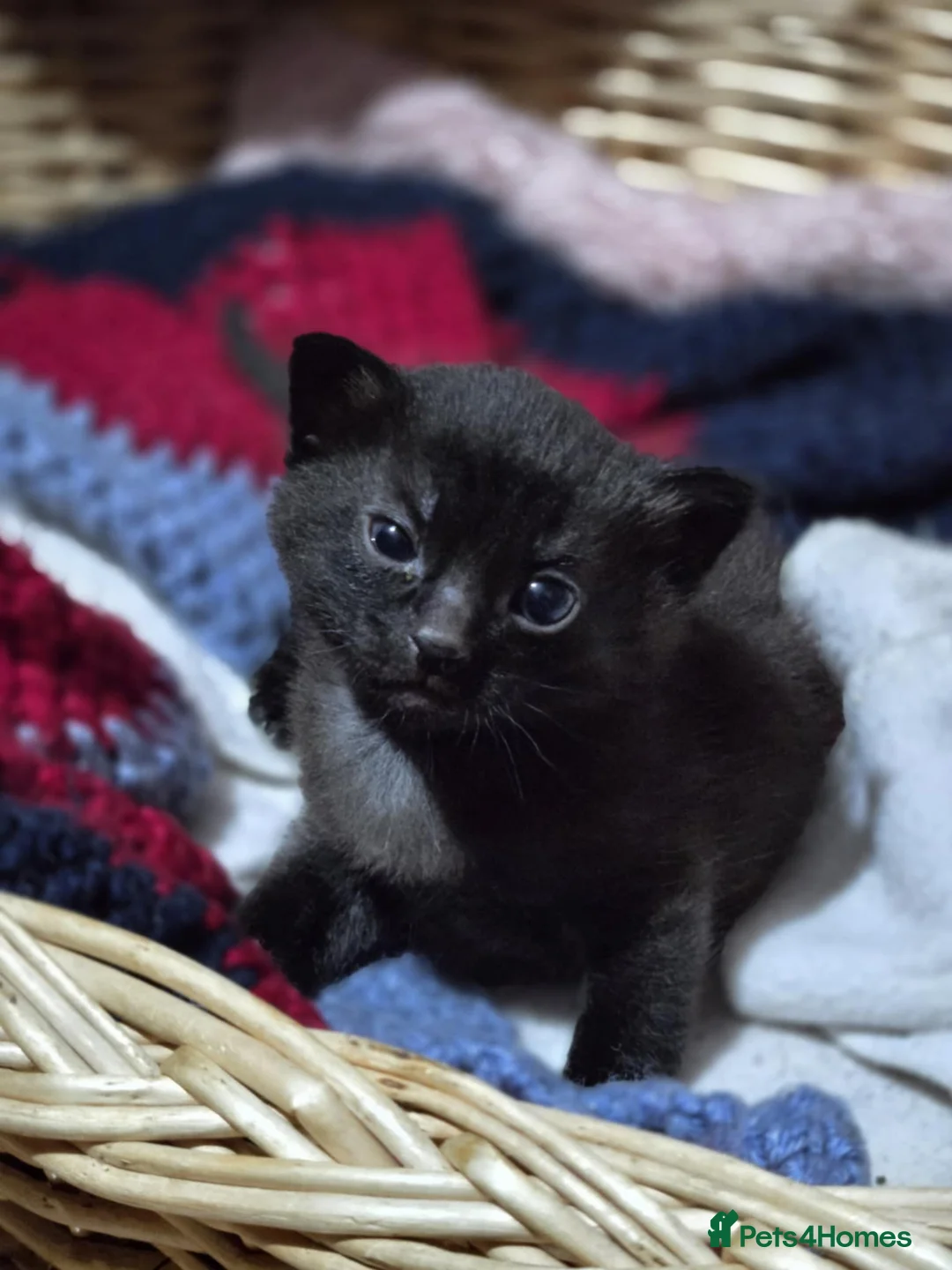 Mixed Breed cats for sale: 2 beautiful kittens for sale - Advert 5