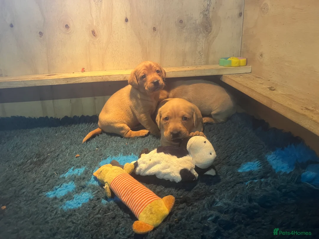 Labrador Retriever dogs for sale: Beautiful Labrador puppies  - Advert 8