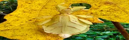 Stick Insects invertebrates for sale: Phyllium letiranti nymphs (leaf / stick insects) - Advert 3