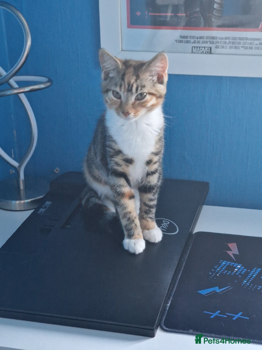 Mixed Breed cats for sale: Male and Female Cats - Image 17