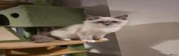 Ragdoll cats for sale: 💙🩵 GCCF Registered, Stunnig Boy 💙🩵 - Advert 10