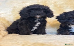 Cavapoo dogs for sale: Cavapoo F1 pups health tested parents  - Image 4