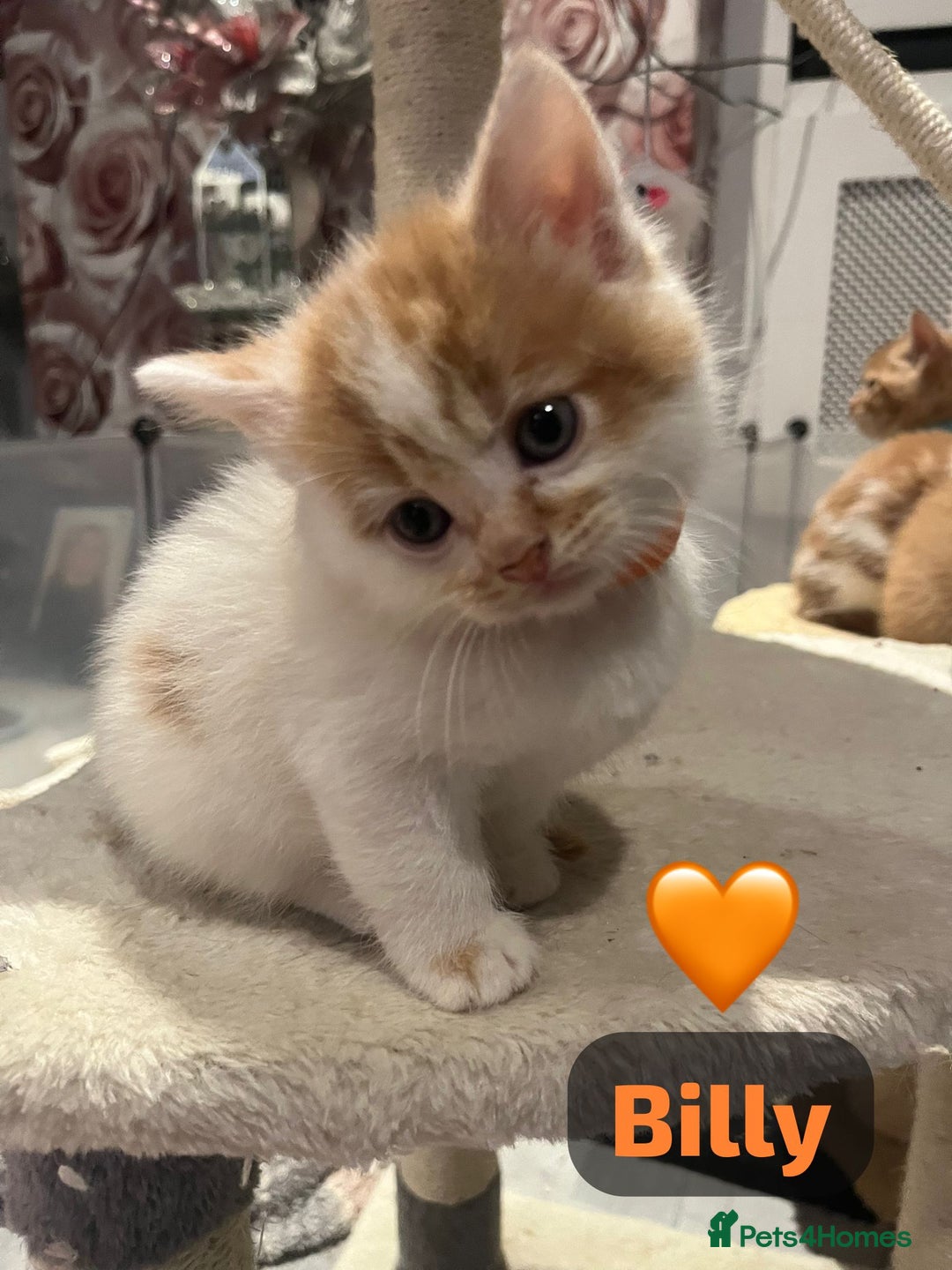 Mixed Breed cats for sale: 🐾 8 Beautiful kittens….🩵🩷 - Advert 26