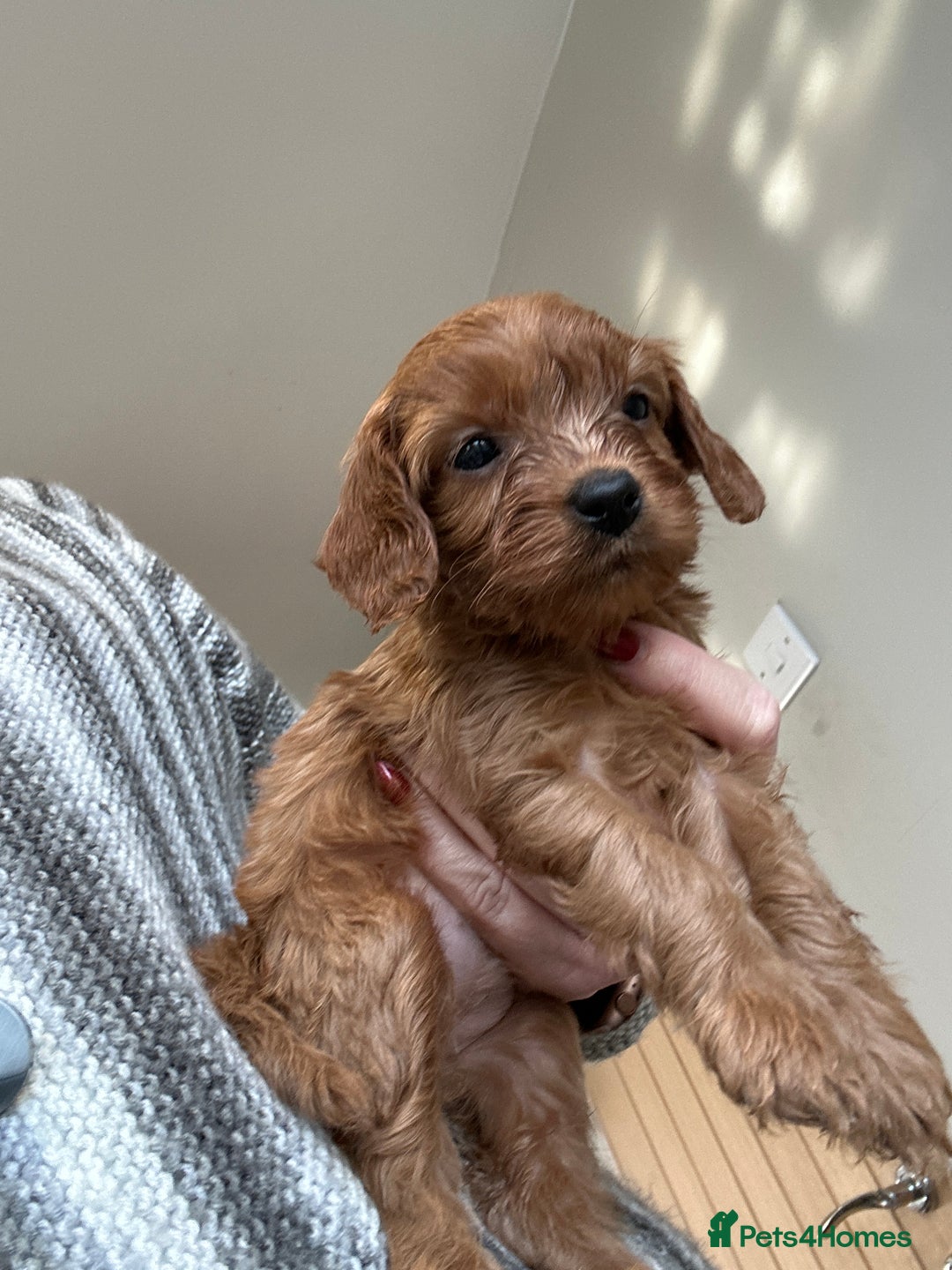 Cavapoo dogs for sale: Cavapoo puppies - Advert 13