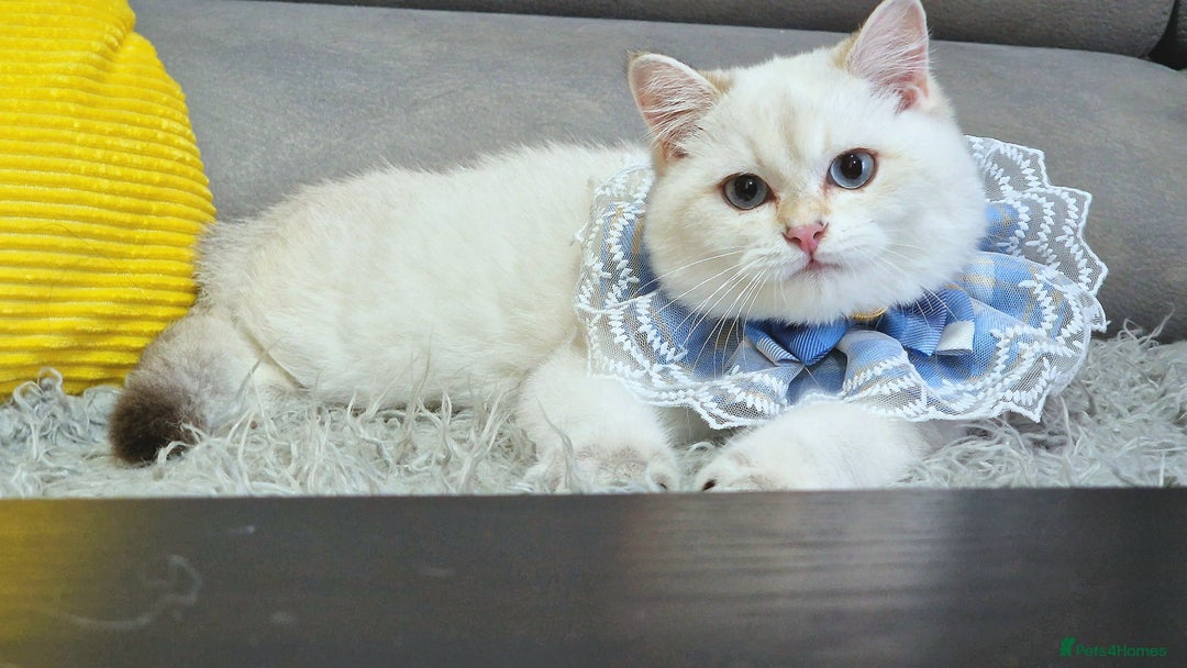 British Shorthair cats for sale: Golden British shorthair Pedigree Neutered  - Image 2