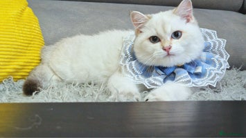 British Shorthair cats - Advert 15