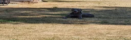 Weimaraner dogs for sale: Weimaraner KC REGISTERED 1yr Girl.  - Advert 4
