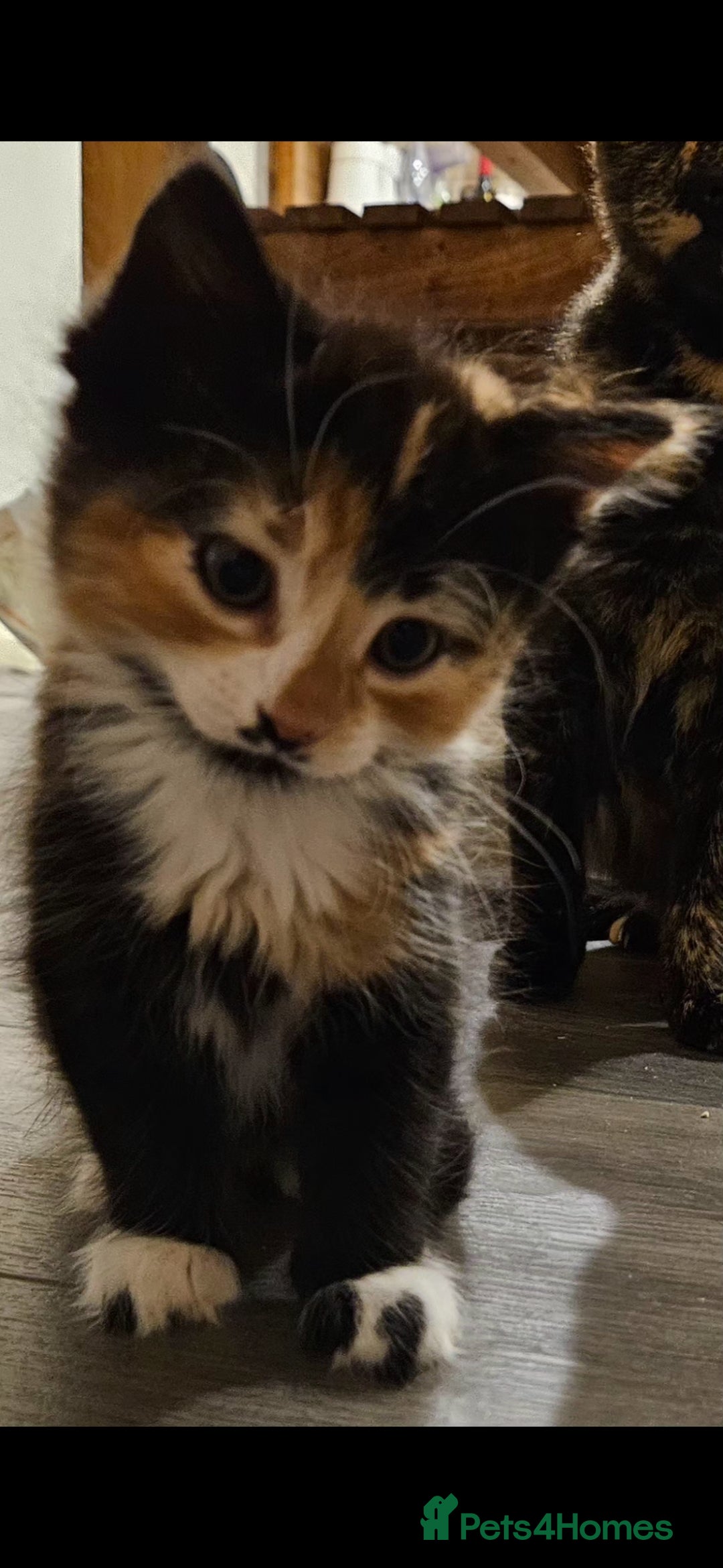 Mixed Breed cats for sale: Beautiful mixed breed kittens  - Advert 1