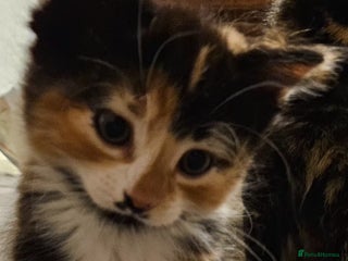 Mixed Breed cats Beautiful mixed breed kittens - Advert 1