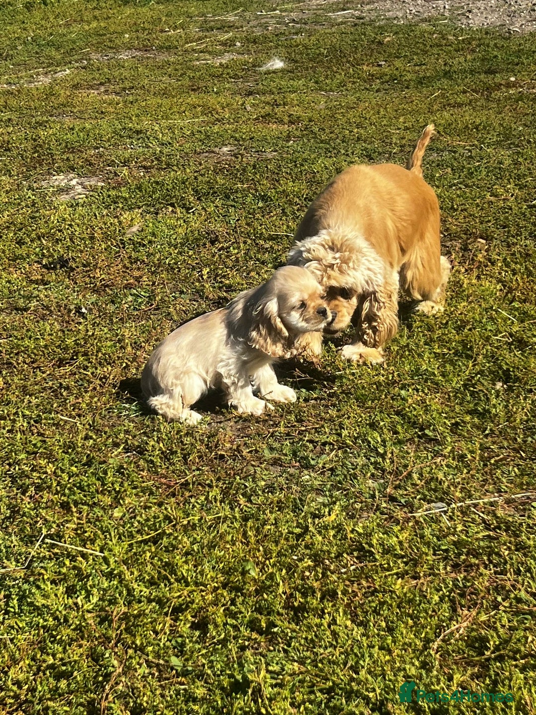 American Cocker Spaniel dogs for sale: American cocker spaniel puppies  - Image 6