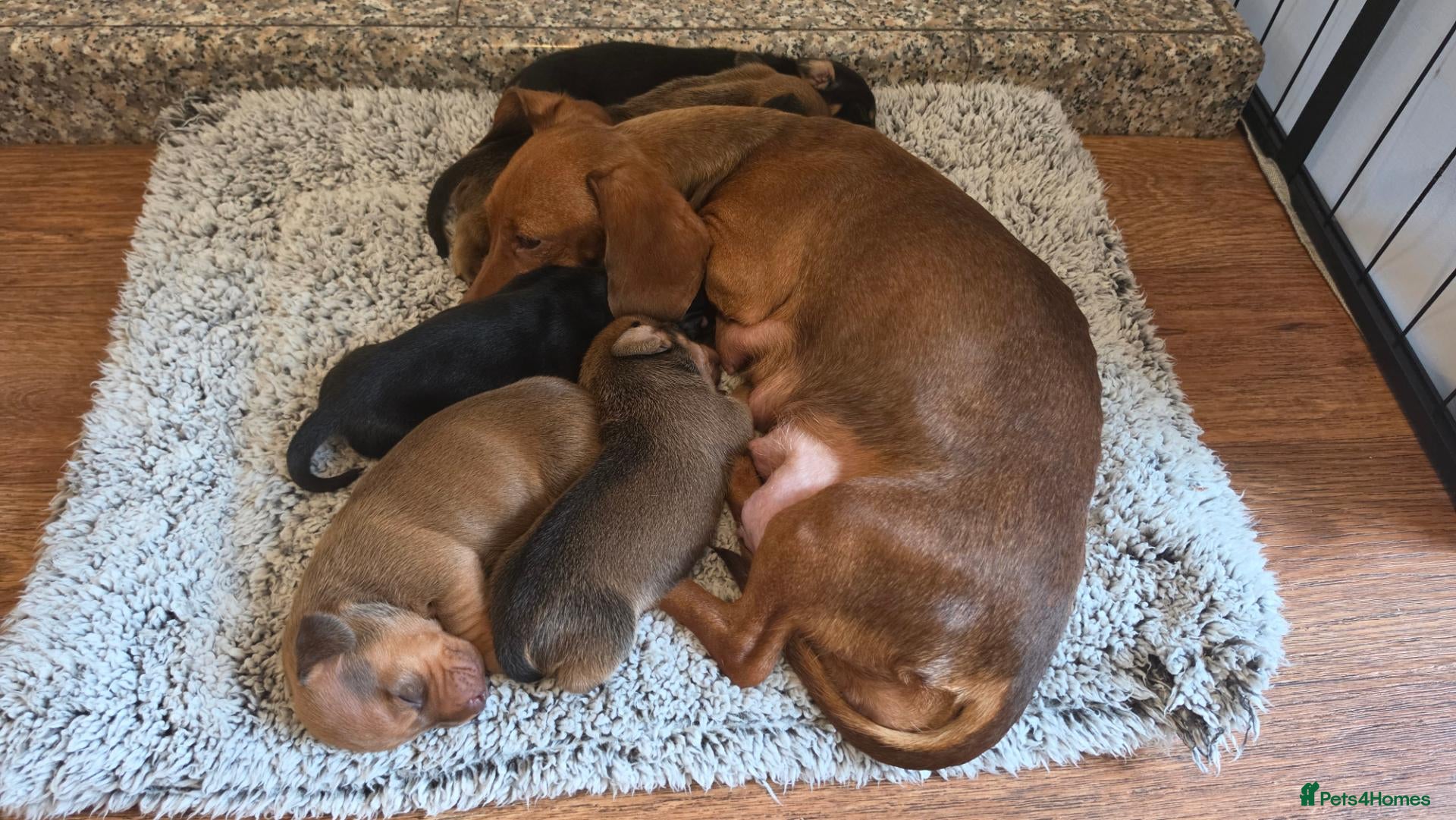 Miniature Dachshund dogs for sale: 5 gorgeous mini daxies  - Advert 11