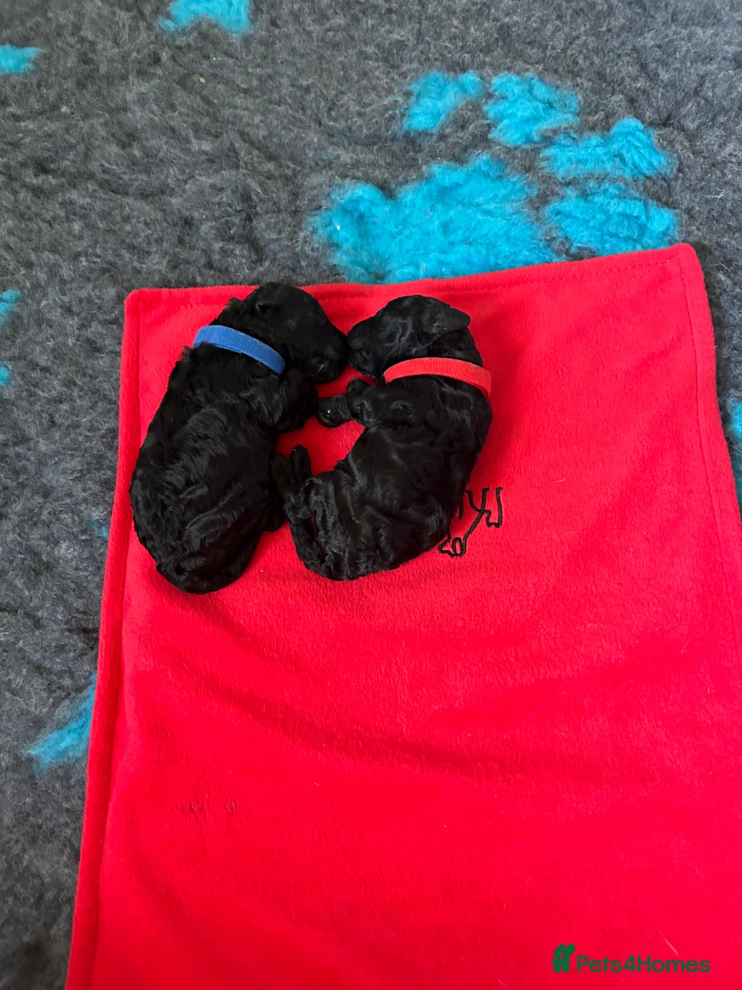Miniature Poodle dogs for sale: Show quality male poodle  - Image 3