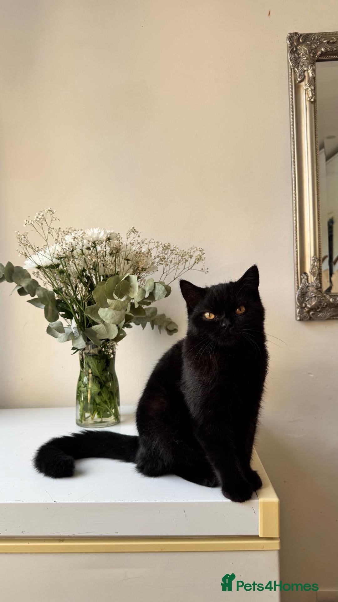 British Shorthair cats Stunning Black British Shorthair! - Advert 1