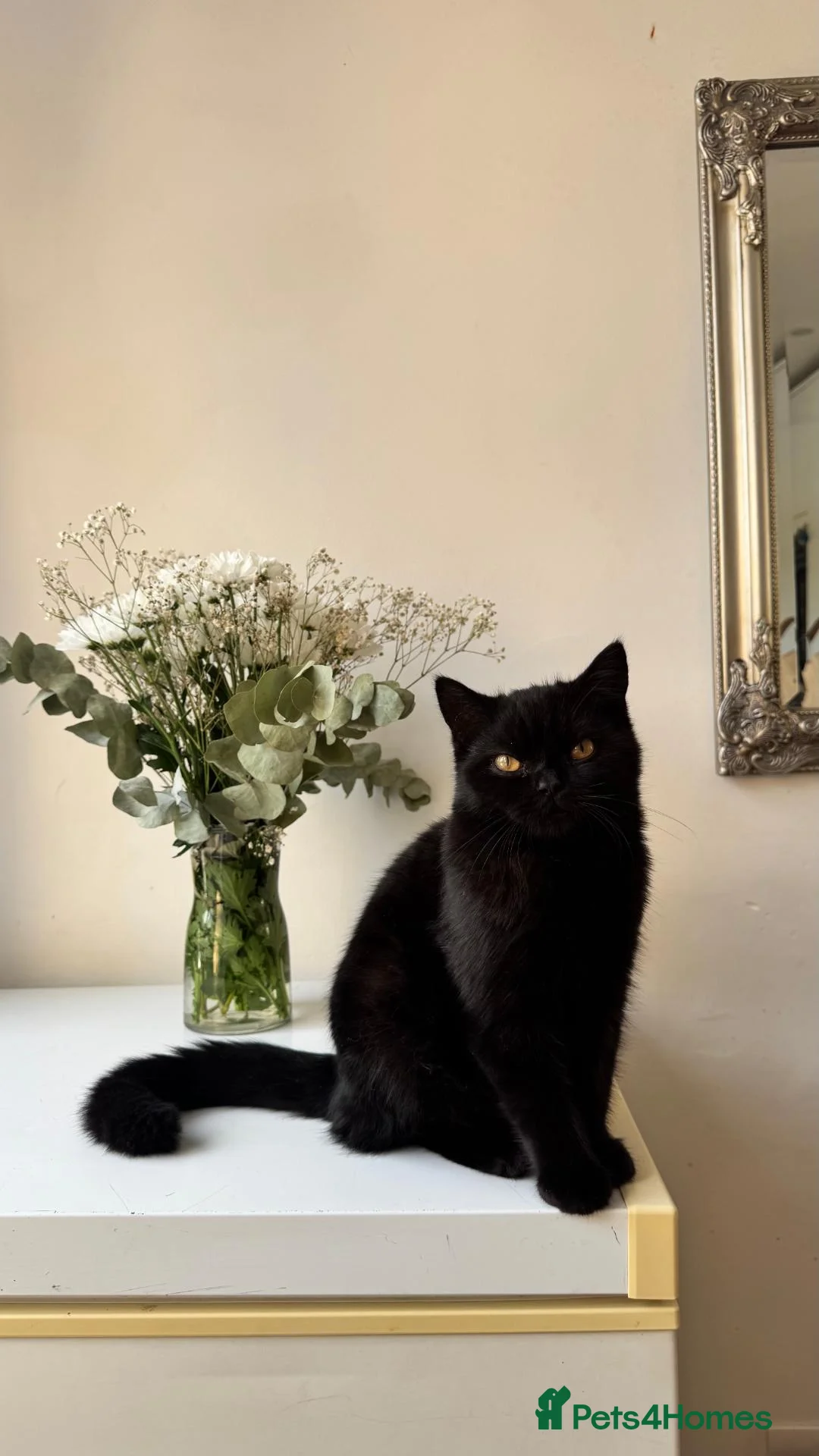 British Shorthair cats for sale: Stunning Black British Shorthair! - Advert 2