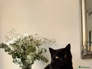 British Shorthair cats Stunning Black British Shorthair! - Advert 1