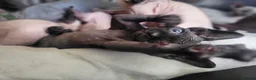 Sphynx cats for sale: Little kittens sphynx  - Advert 2