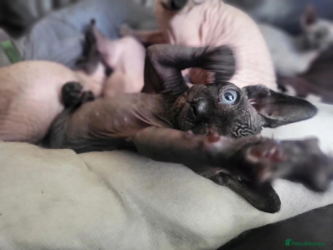 Sphynx cats for sale: Little kittens sphynx  - Advert 2