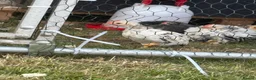 Chickens poultry for sale: 8-week-old cockerals  in Southam - Advert 2