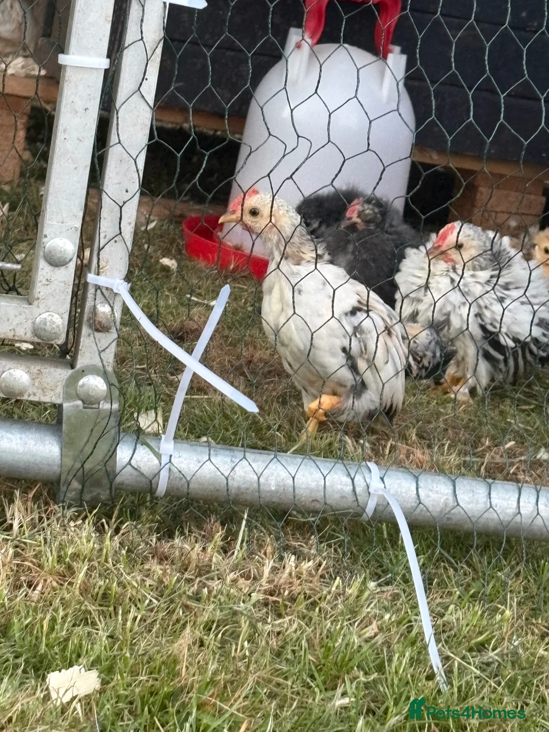 Chickens poultry for sale: 8-week-old cockerals  in Southam - Advert 2
