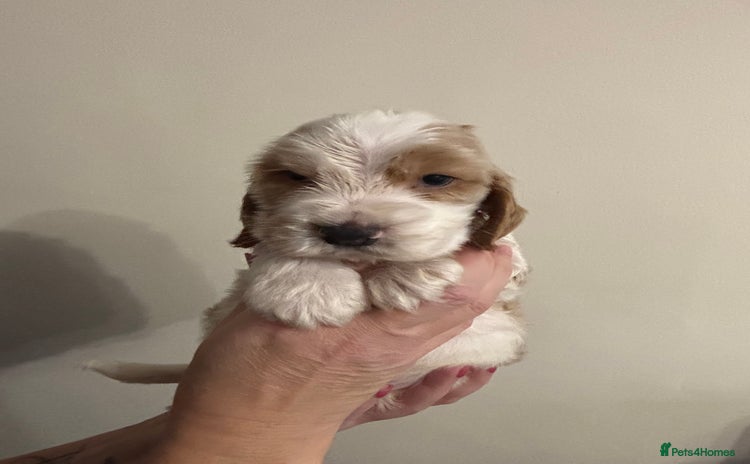 Cocker Spaniel dogs Show Cocker Spaniel Puppies  - Advert 4