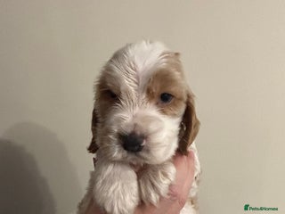 Cocker Spaniel dogs Show Cocker Spaniel Puppies - Advert 6