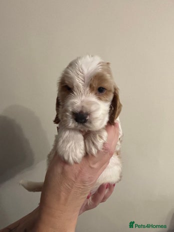 Cocker Spaniel dogs Show Cocker Spaniel Puppies - Advert 10