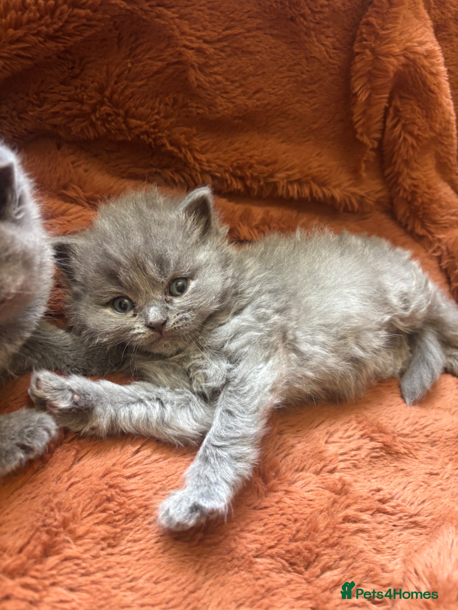 British Longhair cats for sale: British long haired blue girls  - Advert 9