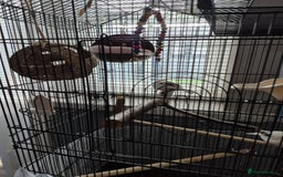 Canaries birds for sale: Carnary  - Image 2