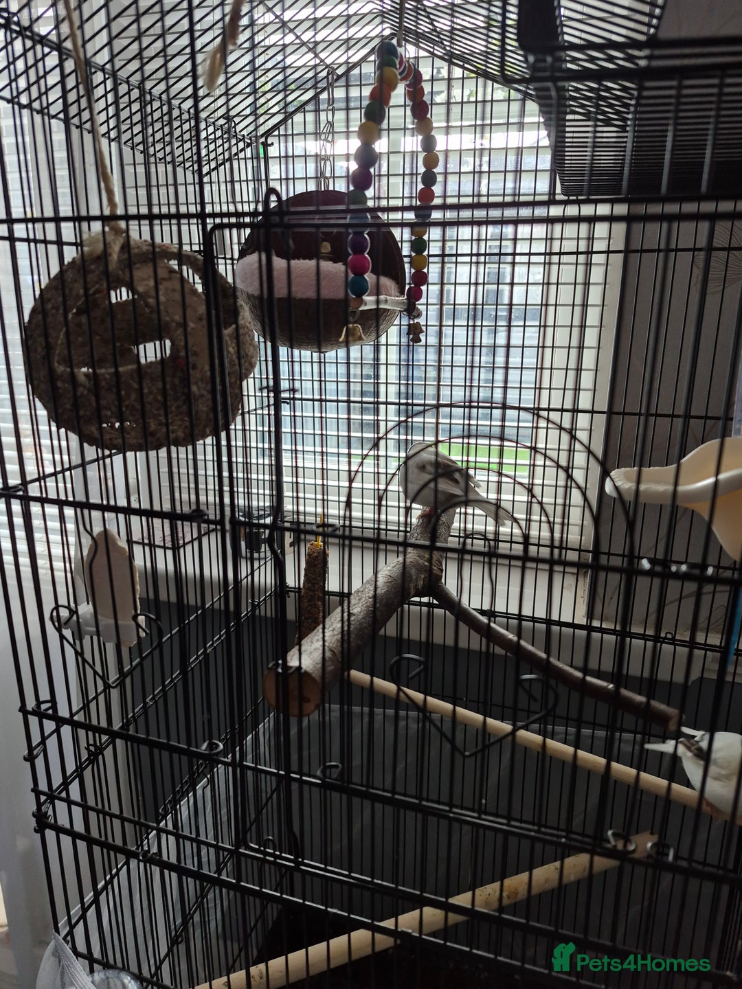 Canaries birds for sale: Carnary  - Image 2