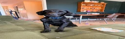 Labradoodle dogs for sale: Black labradoodle in Coventry - Advert 2