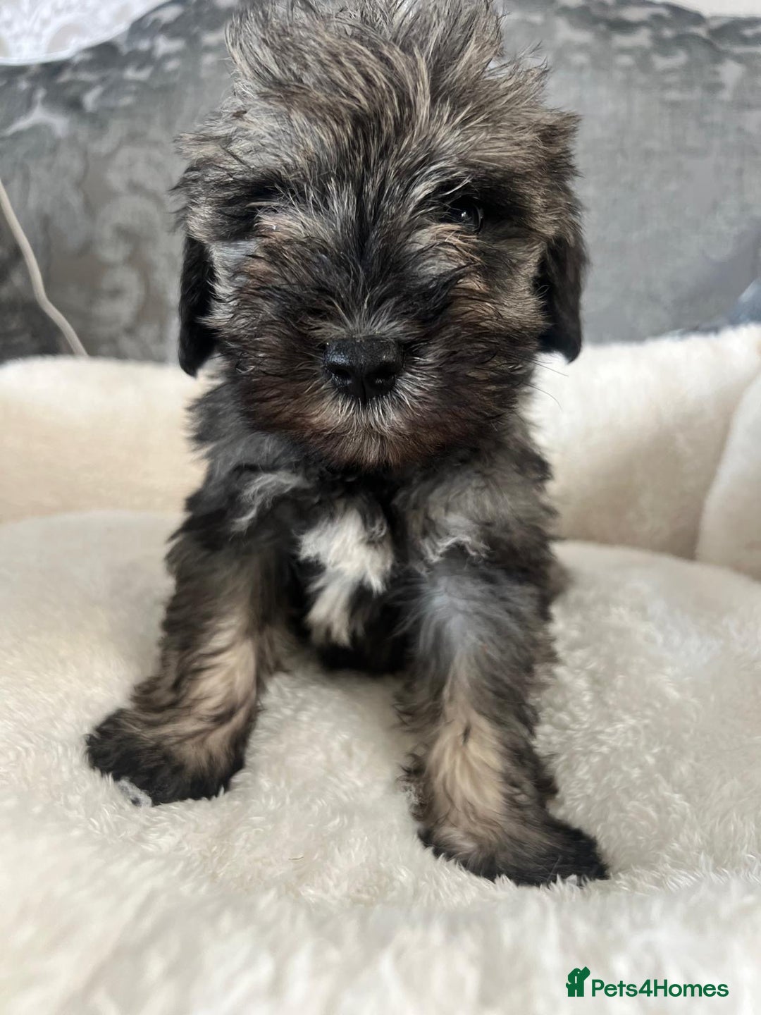 Mixed Breed dogs for sale: Schnoodle puppies for sale  - Image 10