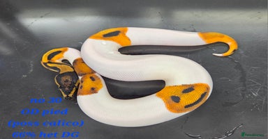 Python Snake reptiles - Advert 7