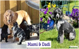 Cockapoo dogs for sale: F1 Cockapoo puppies for sale - Advert 2