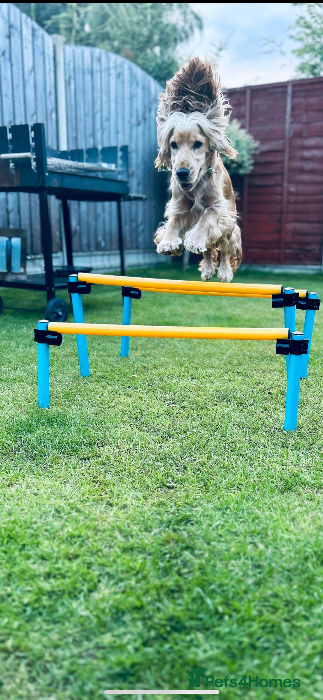 Cocker Spaniel dogs for sale: Cocker Spaniel Litter Due 🐾 - Advert 6