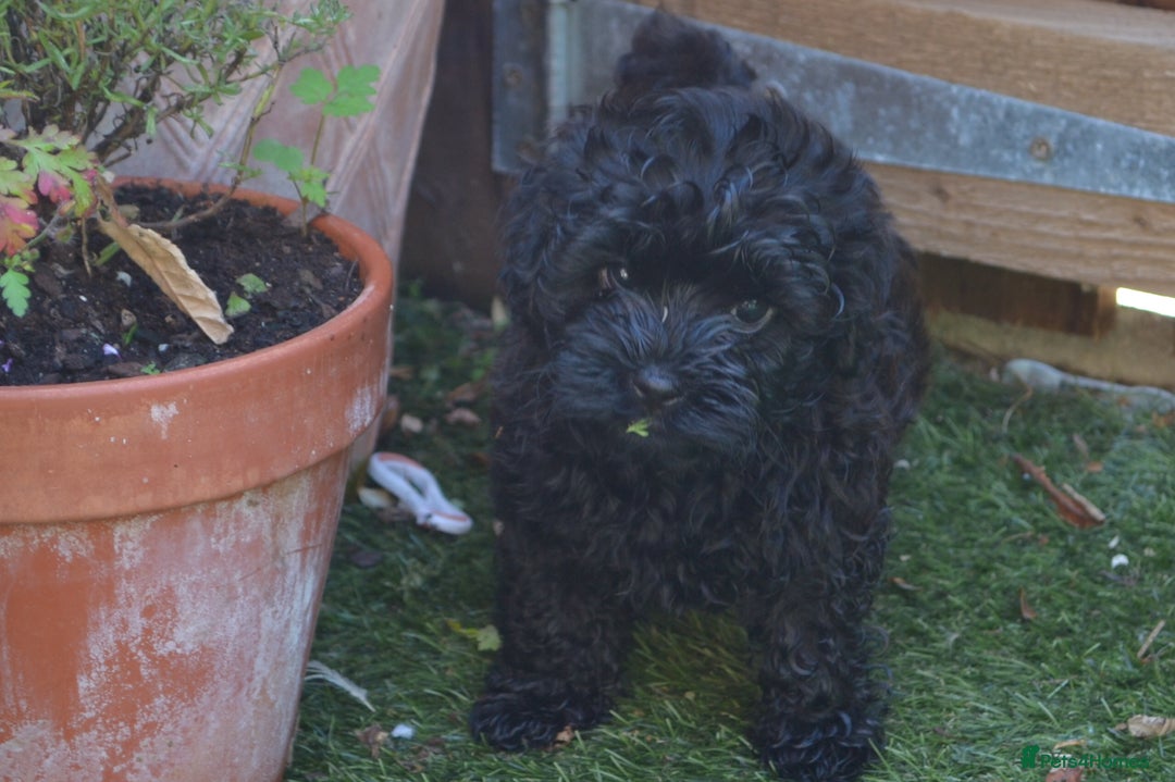 Shihpoo dogs for sale: rare black shipoos - Image 7