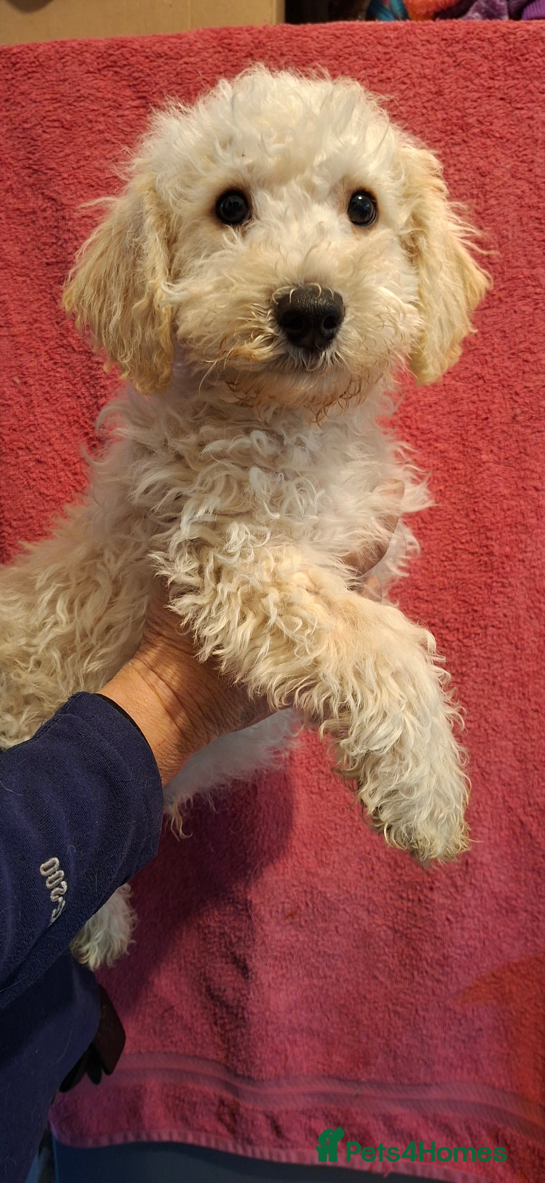 Poochon dogs Beautiful mini poodle x bichon frise puppies - Advert 3