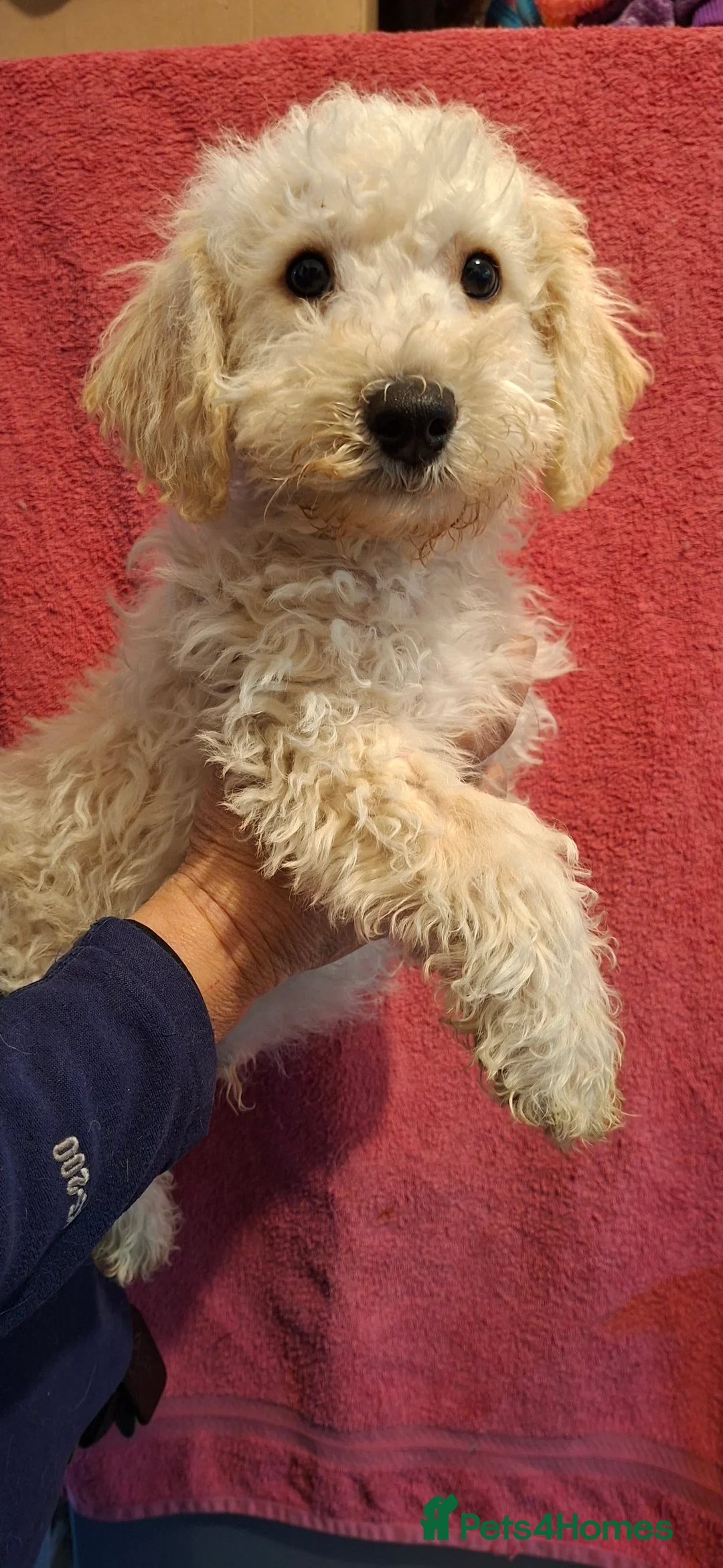 Poochon dogs for sale: Beautiful mini poodle x bichon frise puppies - Advert 1