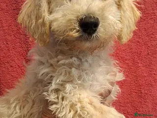 Poochon dogs Beautiful mini poodle x bichon frise puppies - Advert 3