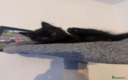 British Longhair cats for sale: 1 long fur polydactyl male kitten  - Image 6