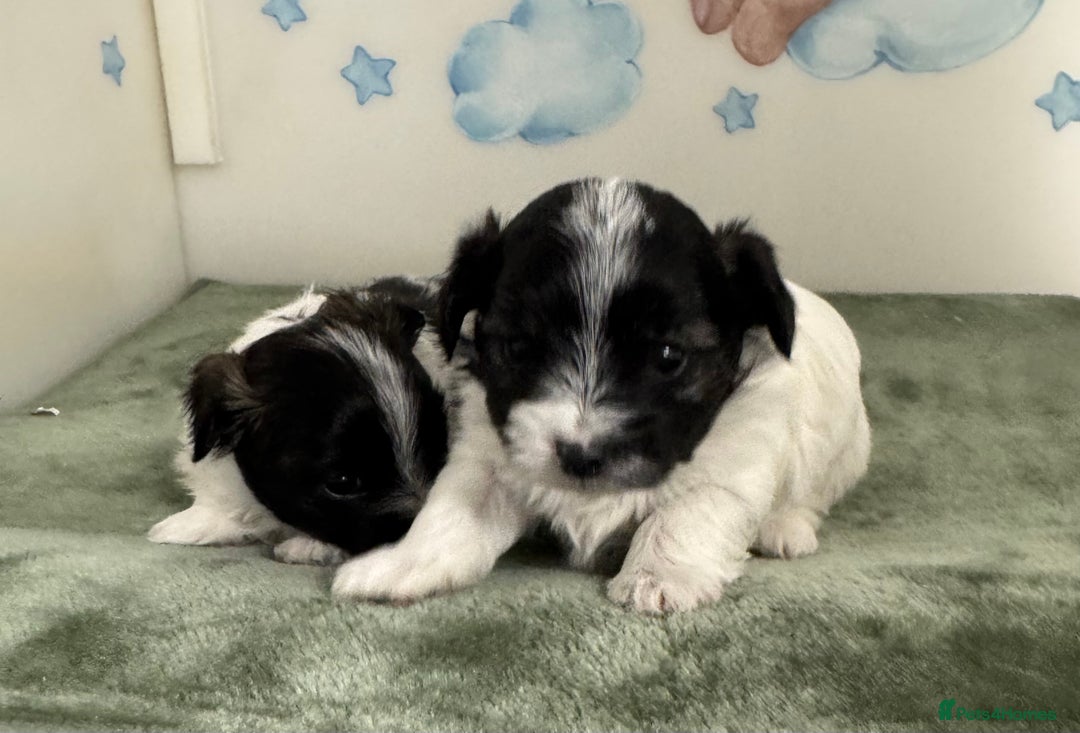 Maltese dogs for sale: Maltese x terrier - Advert 4