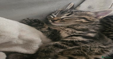 Mixed Breed cats Fluffy girls - Advert 12