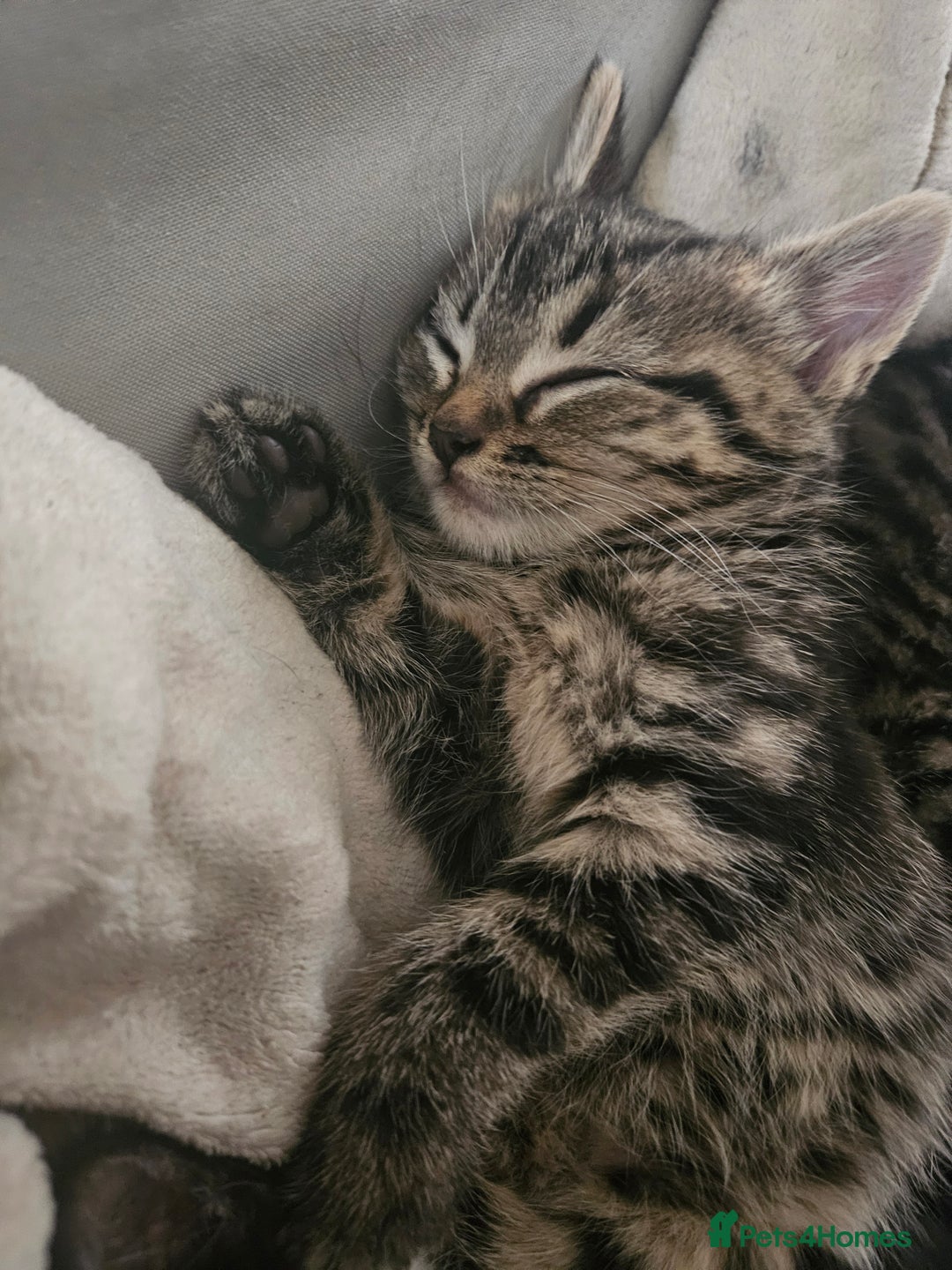 Mixed Breed cats for sale: Fluffy girls - Advert 4