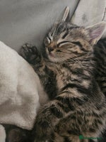 Mixed Breed cats Fluffy girls - Advert 1