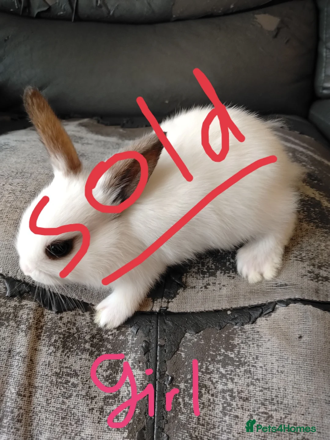Netherland Dwarf rabbits for sale: Baby bunny's for sale - Advert 2