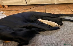 Labrador Retriever dogs for sale: Beautiful Black Labrador Puppies KC Registered  - Image 11